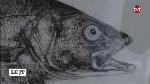 dessin_lavis_signe_sqe